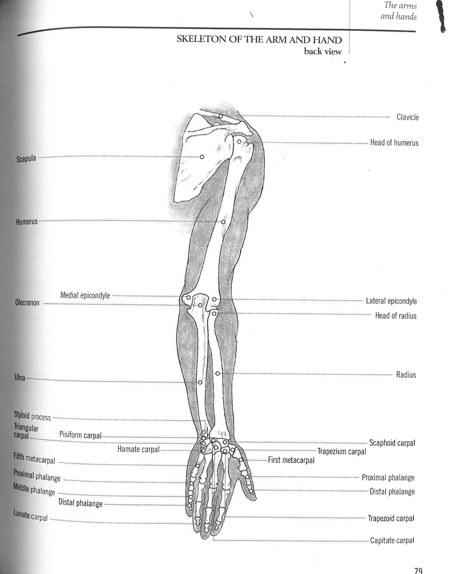 Anatomy For Artists