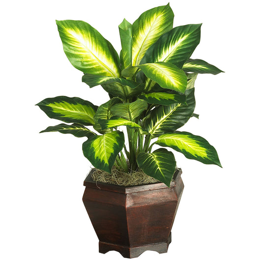 Golden Dieffenbachia w/Wood Vase